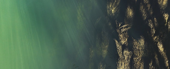 Biopaliwo z alg cieszy się rosnącym zainteresowaniem ze względu na szereg zalet.